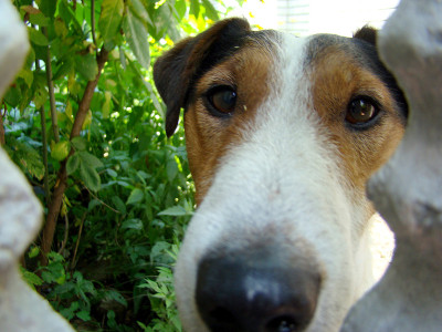 光滑的狐狸犬