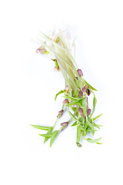 大豆豆芽