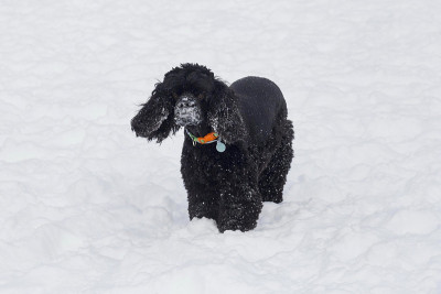 可爱的骑士查理王猎犬小狗站在冬季公园的白雪上。宠物的动物。