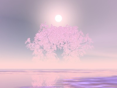 美丽的月亮和樱花景观
