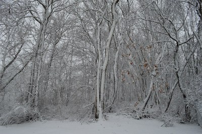 雪覆盖的森林