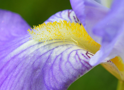 虹膜花