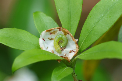 尺蠖蜷缩在山月桂花里面