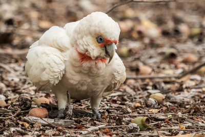长嘴Corella - Cacatua tenuirostris