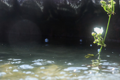 水茉莉花