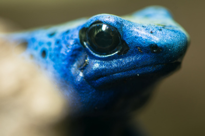 蓝箭毒蛙(Dendrobates tintorius azureus)