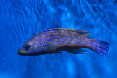 杜鹃wrasse (Labrus mixtus)。