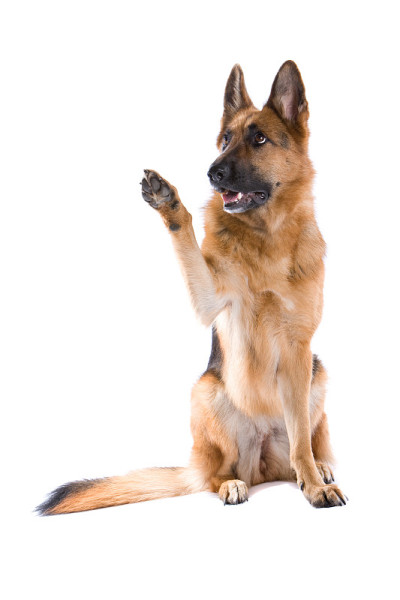 德国牧羊犬