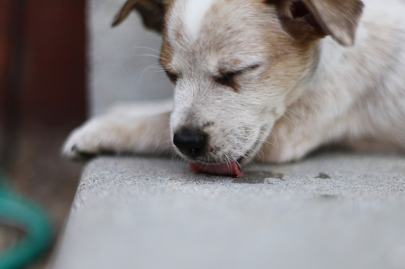 小猎犬，红色希勒小狗舔着混凝土