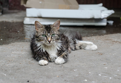 街猫。院子里的猫在散步。