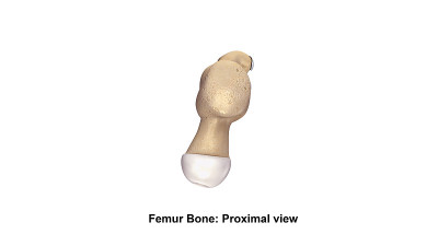 股骨bone_Proximal视图