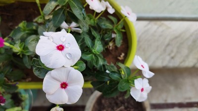 长春花是一种生长低矮的多年生植物(Catharanthus roseus)，原产于马达加斯加，开粉红