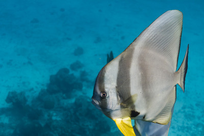 钱包batfish