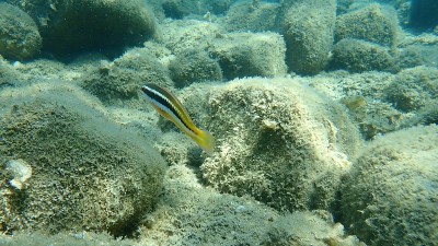 地中海彩虹濑鱼