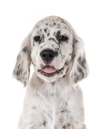 小狗英语setter