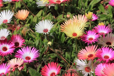 利文斯通雏菊，花园里五颜六色的花