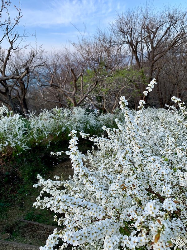 Spiraea thunbergii