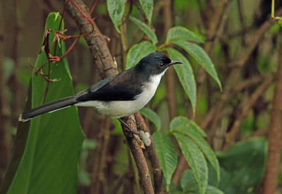 Dark-backed Sibia