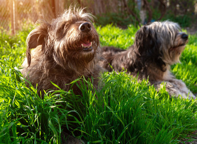 波兰低地牧羊犬坐在街上的木凳上，露出粉红色的舌头。一只黑白相间的狗的肖像。