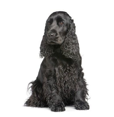 英国可卡犬(2年)