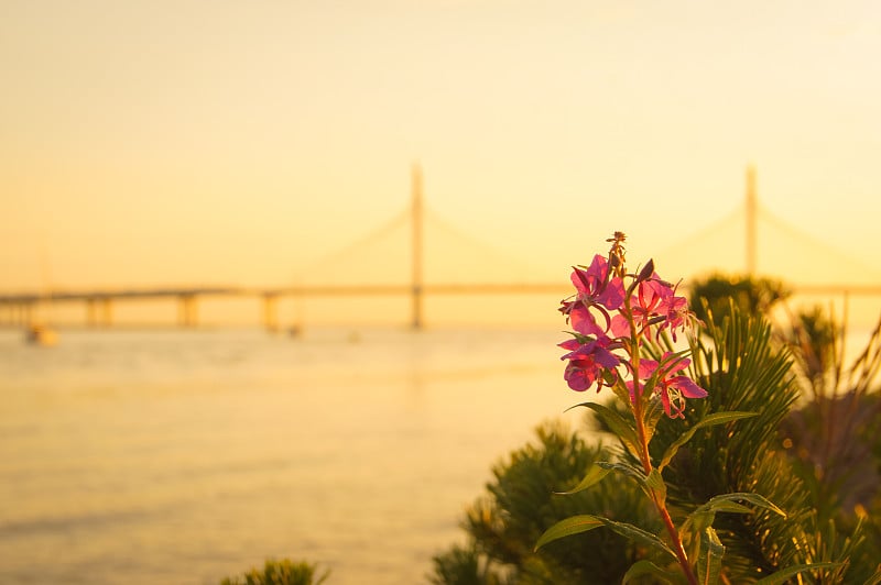 河边的紫花。