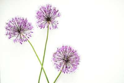 插花。白色背景上的丁香花架。平铺，俯视图，拷贝空间。