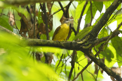 白喉夜莺，alophoi克萨斯flaveolus, de兴，Patkai, WLS, Assam，印