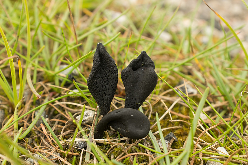 Xylaria longipes(死Moll's Fingers)黑色囊真菌