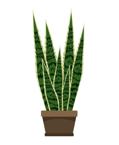 Sansevieria trifasciata green houseplant