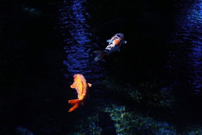 池塘公园里的鲤鱼在美丽的池塘里优雅地游泳