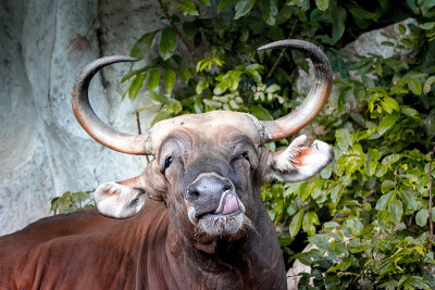 Banteng