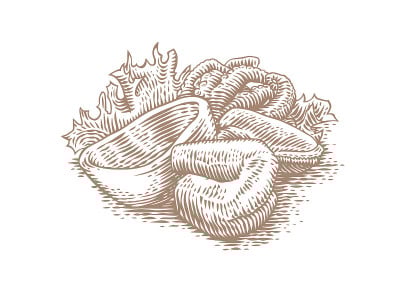 Drawing of sea cocktail