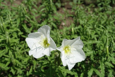 5月的一对白花