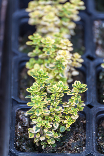 小布什Myrtus