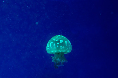 小水母