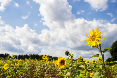 向日葵田(Helianthus annuus)