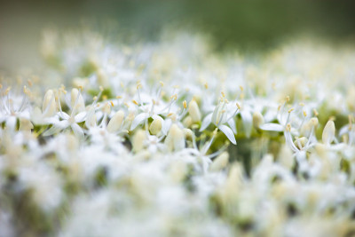 山茱萸白花的特写