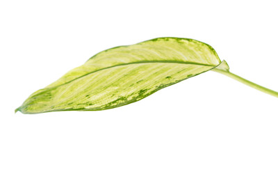 热带植物大的绿叶，分离于白色背景上