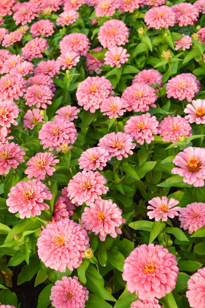 粉色zinnia花