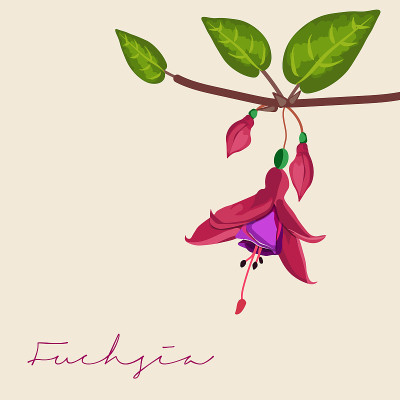紫红色花现实植物芽，叶和花瓣矢量插图