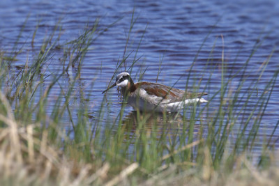 威尔逊氏Phalarope(雌性)(三色phalaropus tricolor)