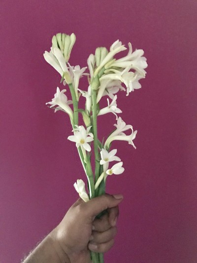 晚香玉花庆祝