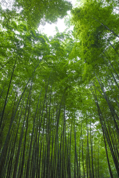 竹林