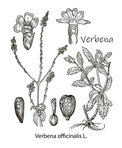手绘马鞭草插图。详细的复古风格草图。复古茶香草绘画。矢量元素标签，包装和卡片设计。植物。