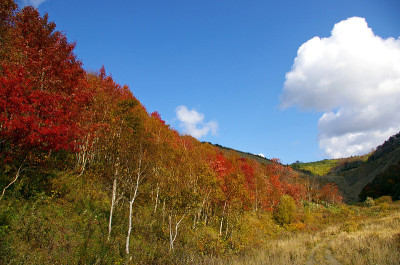 山中亮木