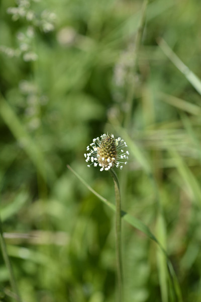 Ribwort车前草