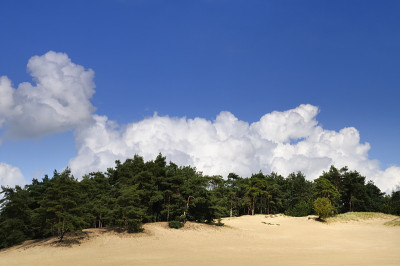 松树和沙丘