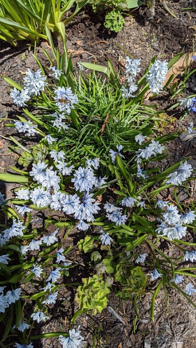 早期开花(photo7)