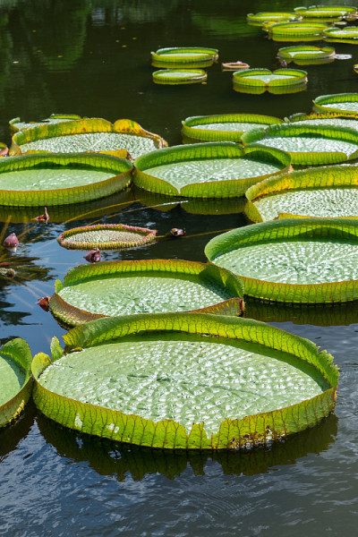 victoria amazonica