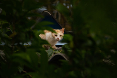 一只猫在屋顶上。